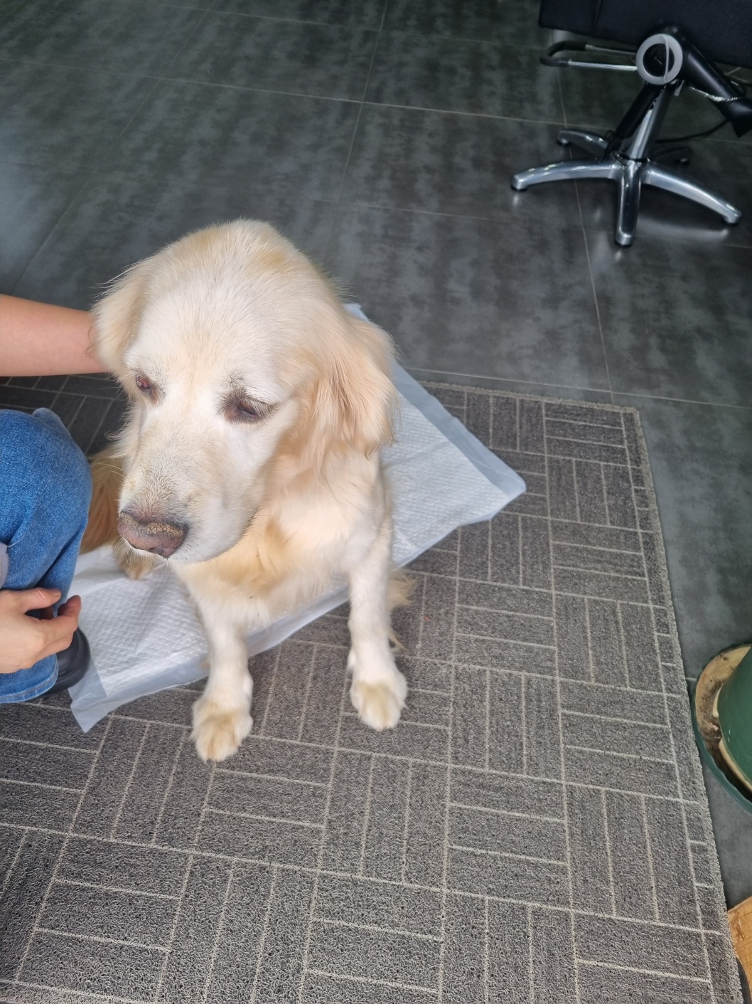 보호중 골든 리트리…